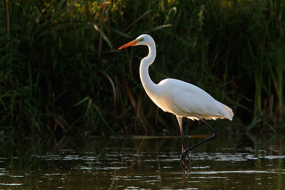 Bianco al tramonto